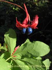 Bild von Tropaeolum speciosum (Coralito/Quintralito/Voqui)